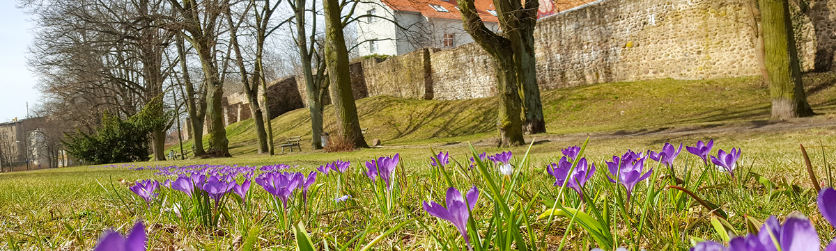 Stadtmauer im Frühling