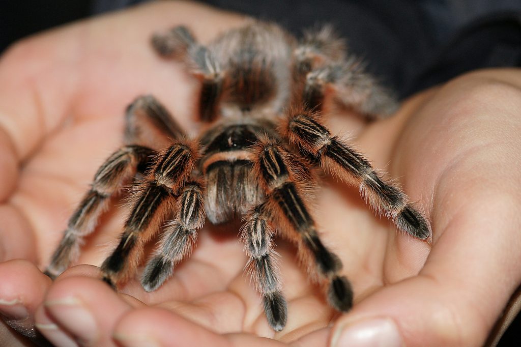 Chile-Spinne auf einer Hand