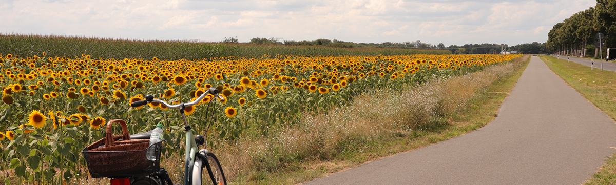 Sonnenblumen bei Hohenstein